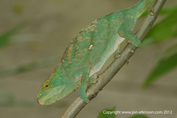 Chameleon, Madagascar.
